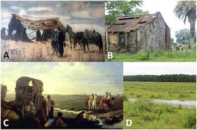 Quo vadis Patria Gaucha? Uruguayan pathways of land use change